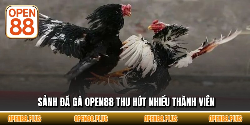 Sảnh đá gà OPEN88 thu hút nhiều thành viên